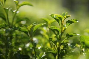 Tea Leaves from plants