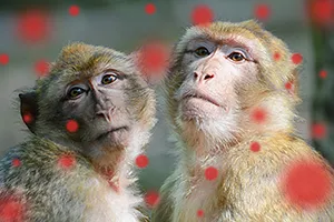 Illustration of monkeys with monkey pox disease